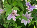 clematis